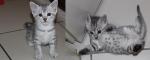 A réserver, 2 magnifiques chatons mau egyptien - Miniature