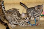 2 magnifiques chatons bengal male et femelle adopter - Miniature