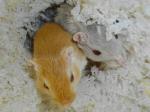 Gerbille, souris, rat - Miniature