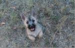 Chiot cairn terrier - Miniature
