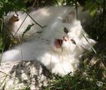 Magnifque chaton persan a adopter - Miniature