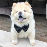2 chiots chow chow - Miniature