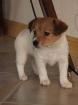 A donner chiot type jack russell terrier - Miniature