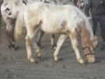 Poulain appaloosa x paint horse. - Miniature