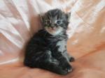 Adorables chatons maine coon - Miniature