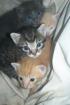 Adopter chatons - Miniature