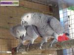 Don urgent de couple perroquet gris du gabon - Miniature