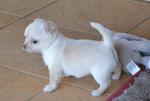 A donner chiot femelle type chihuahua - Miniature