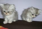 Adorable chatons persan a donner - Miniature