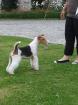 Chiots fox terrier a reserver - Miniature