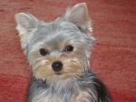 Chiots yorkshire terrier - Miniature