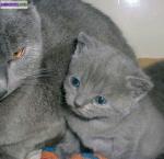 03 magnifiques chatons chartreux pour vous.... - Miniature