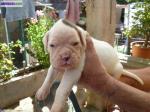 Chiot boxer blanc - Miniature