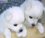 Bb husky sibérien pour adoption - Miniature