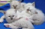 A reserver quatre chatons sacre de birmanie non loof - Miniature