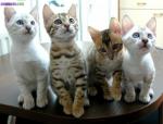 4 chatons bengal à réserver - Miniature