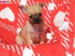 Chiot chihuahua mâle - Miniature