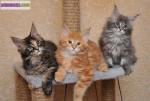 Maine coon chatons avec loof - Miniature