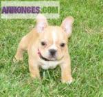 Chiots bulldog français pour adoption - Miniature